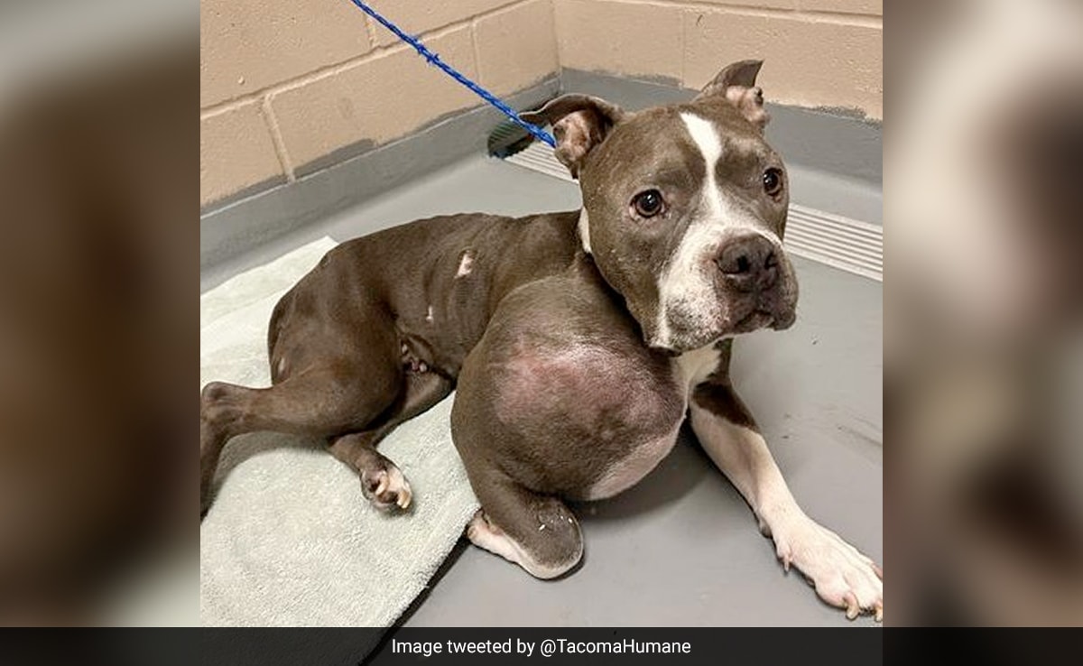 Pitbull With Volleball-Sized Tumour Enjoys New Life After Surgery In US