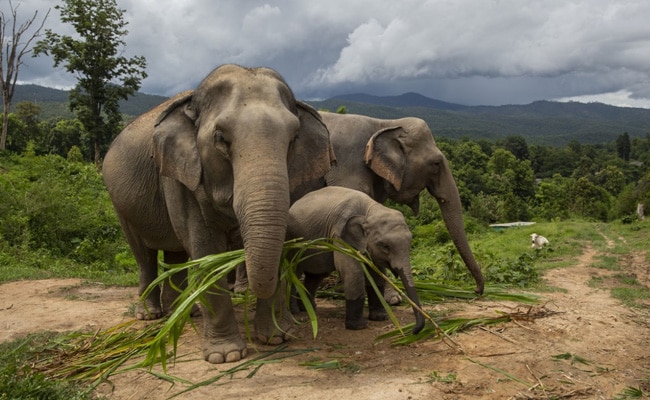 Forest Department Driver Crushed To Death By Wild Elephant In Maharashtra