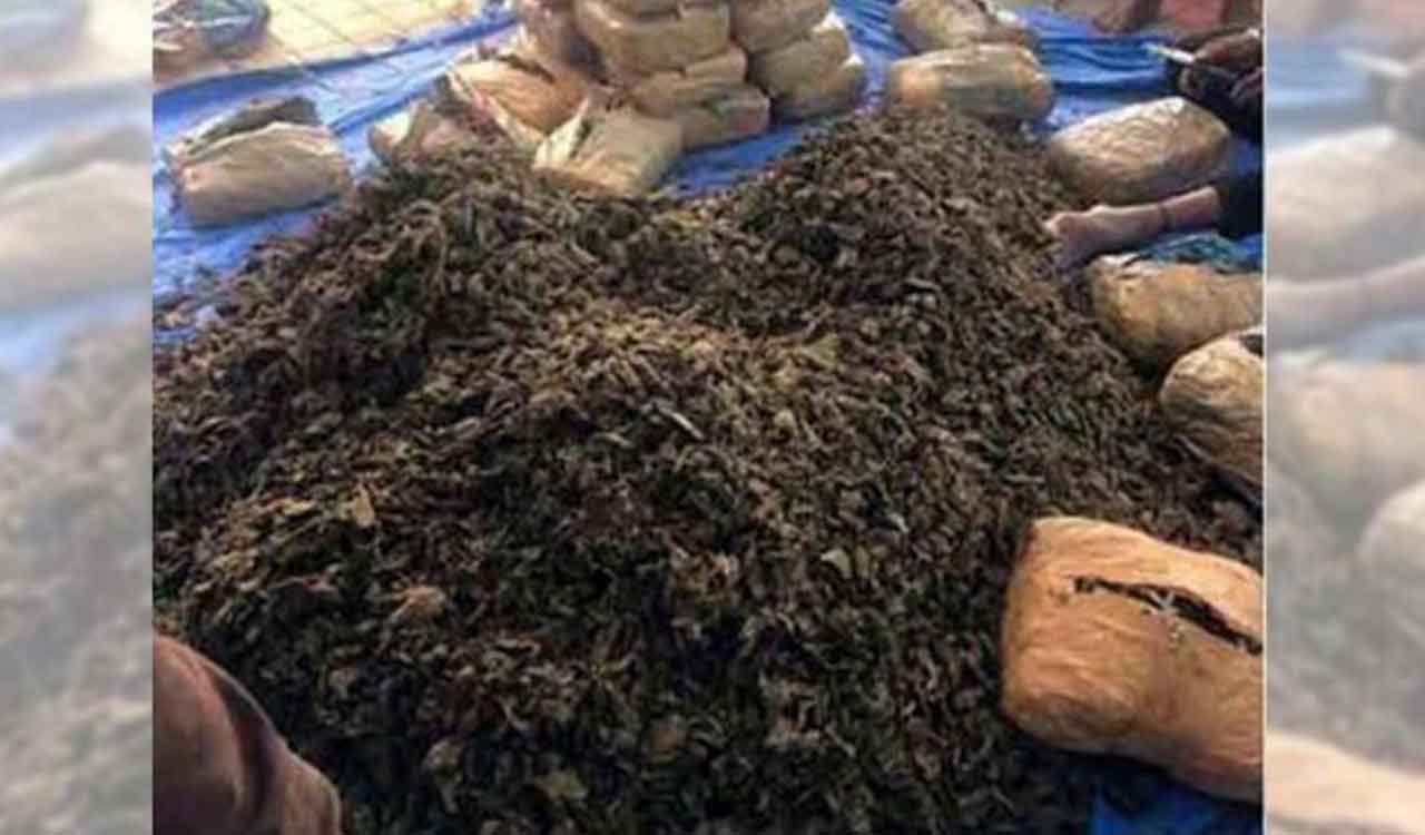 Karimnagar police destroy 20 kg ganja