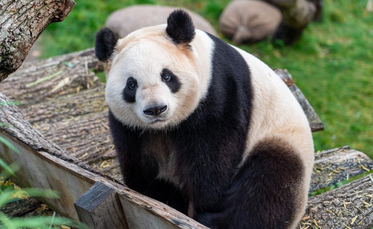 For The First Time in 50 Years, US Won't Have Any Panda. Here's Why