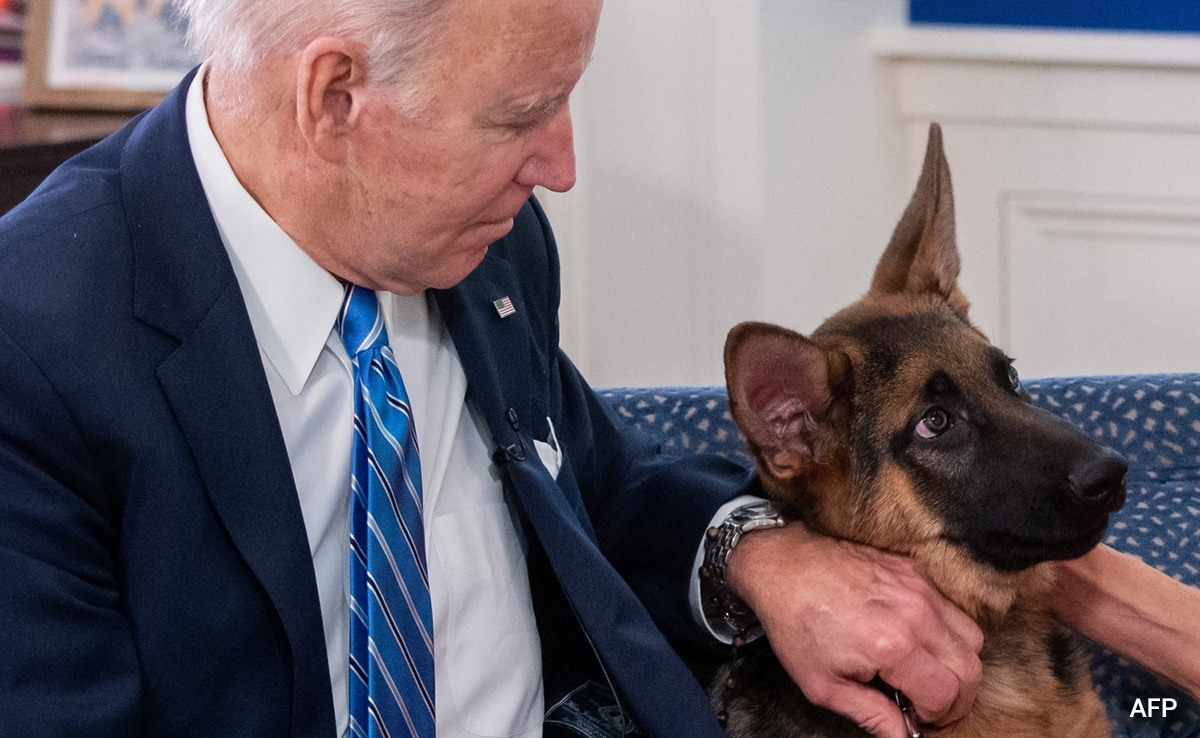 Joe Biden's Dog Bites Secret Service Agent, 11th Incident In A year