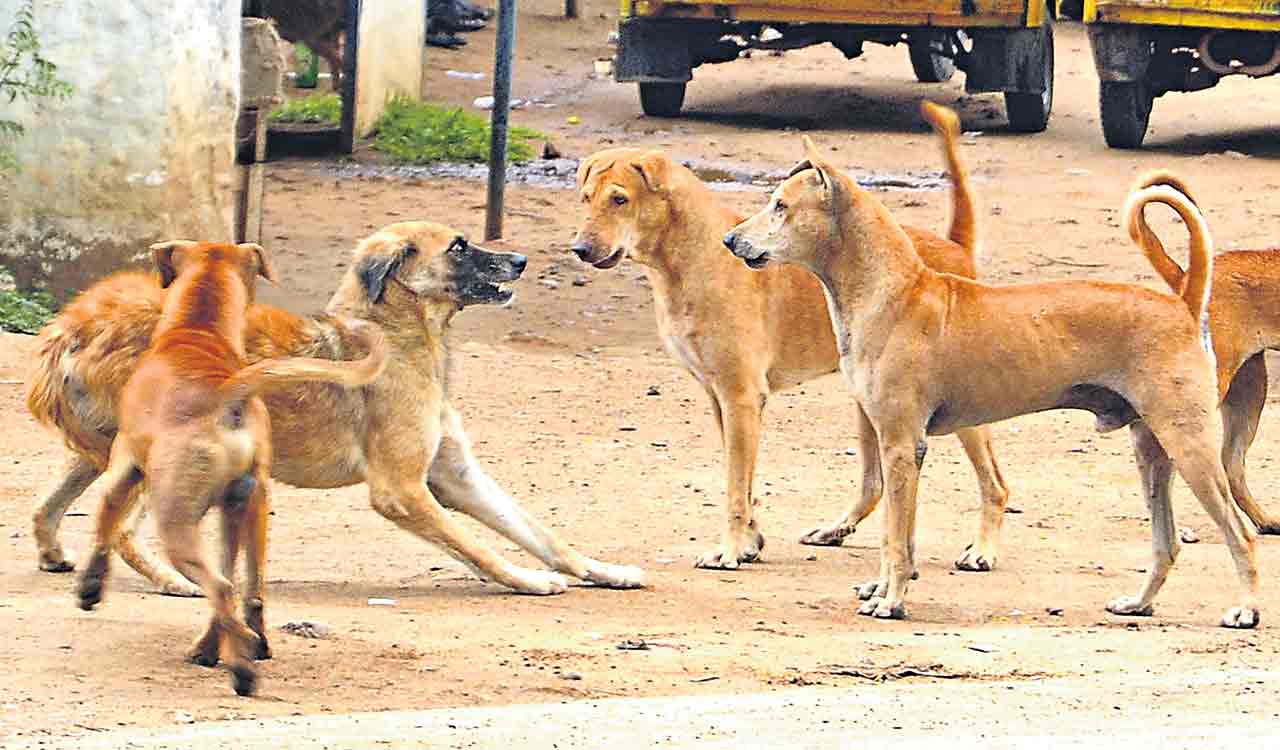 Running away from chasing stray dogs, boy dashes into RTC bus in Cheriyal town of Siddipet district