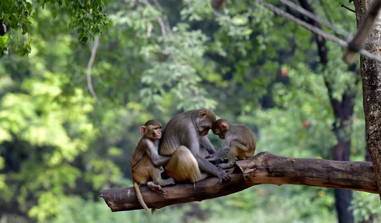 Monkeys make a stink in response to human noise