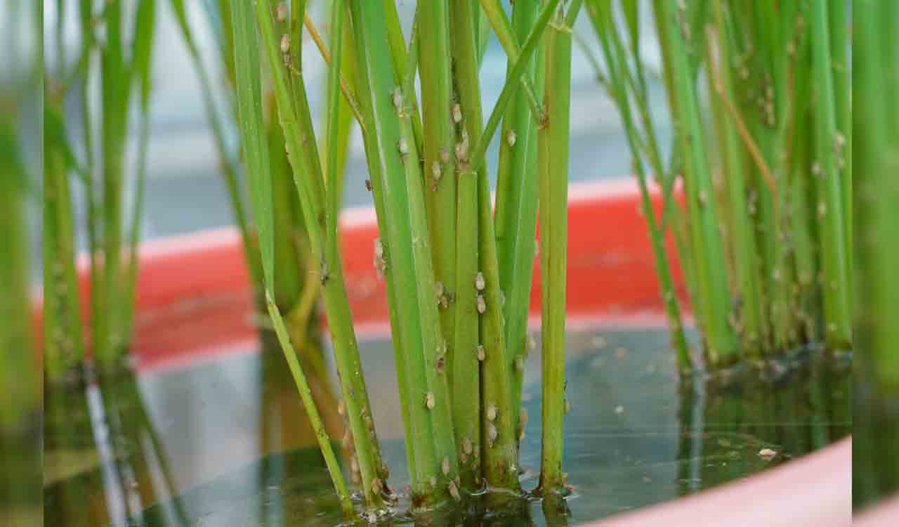 AIADMK demands compensation to farmers for paddy crop loss