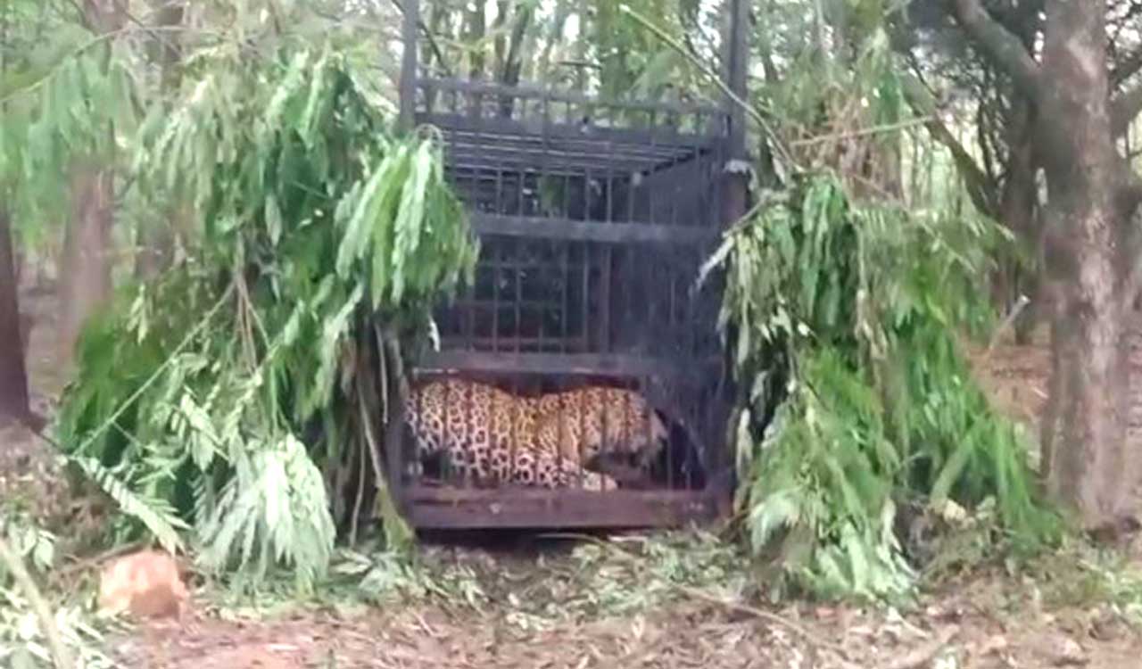 Andhra Pradesh: Sixth leopard capture in two months in Tirumala