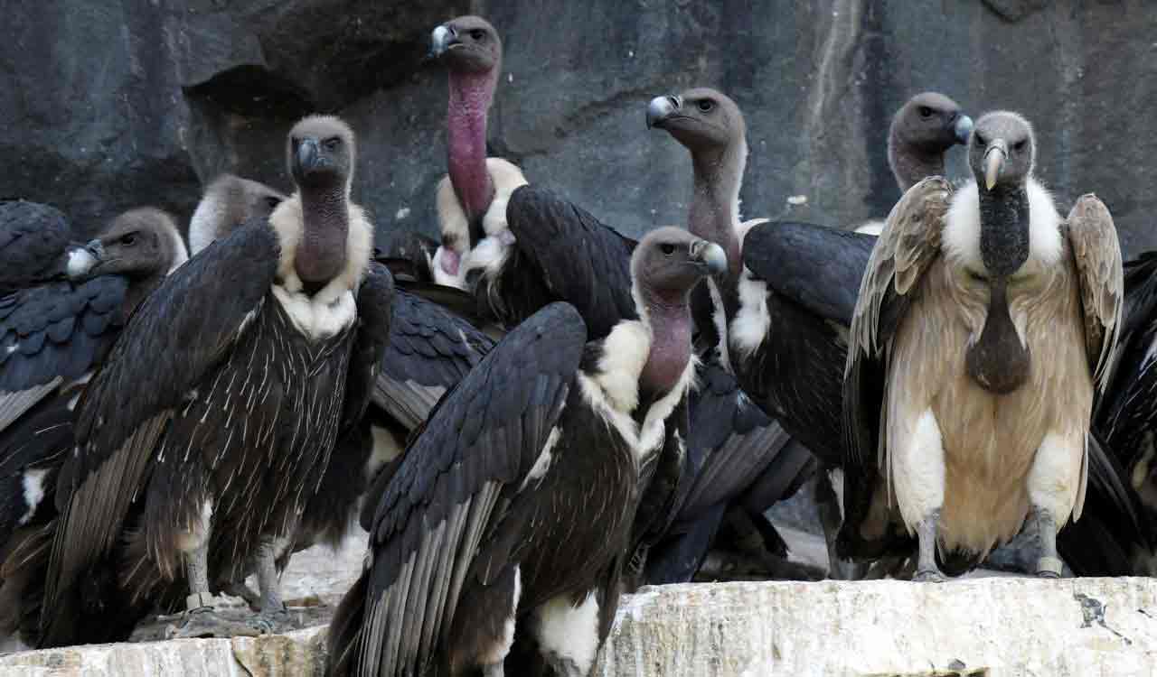 MP Santosh Kumar advocates for vulture recognition on Vulture Awareness Day