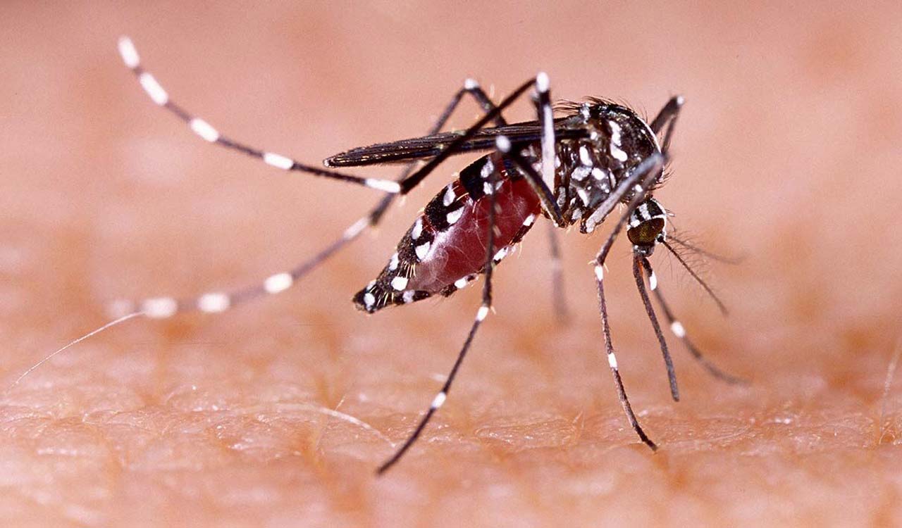 Tamil Nadu: Madurai district reports 79 dengue cases in Sep