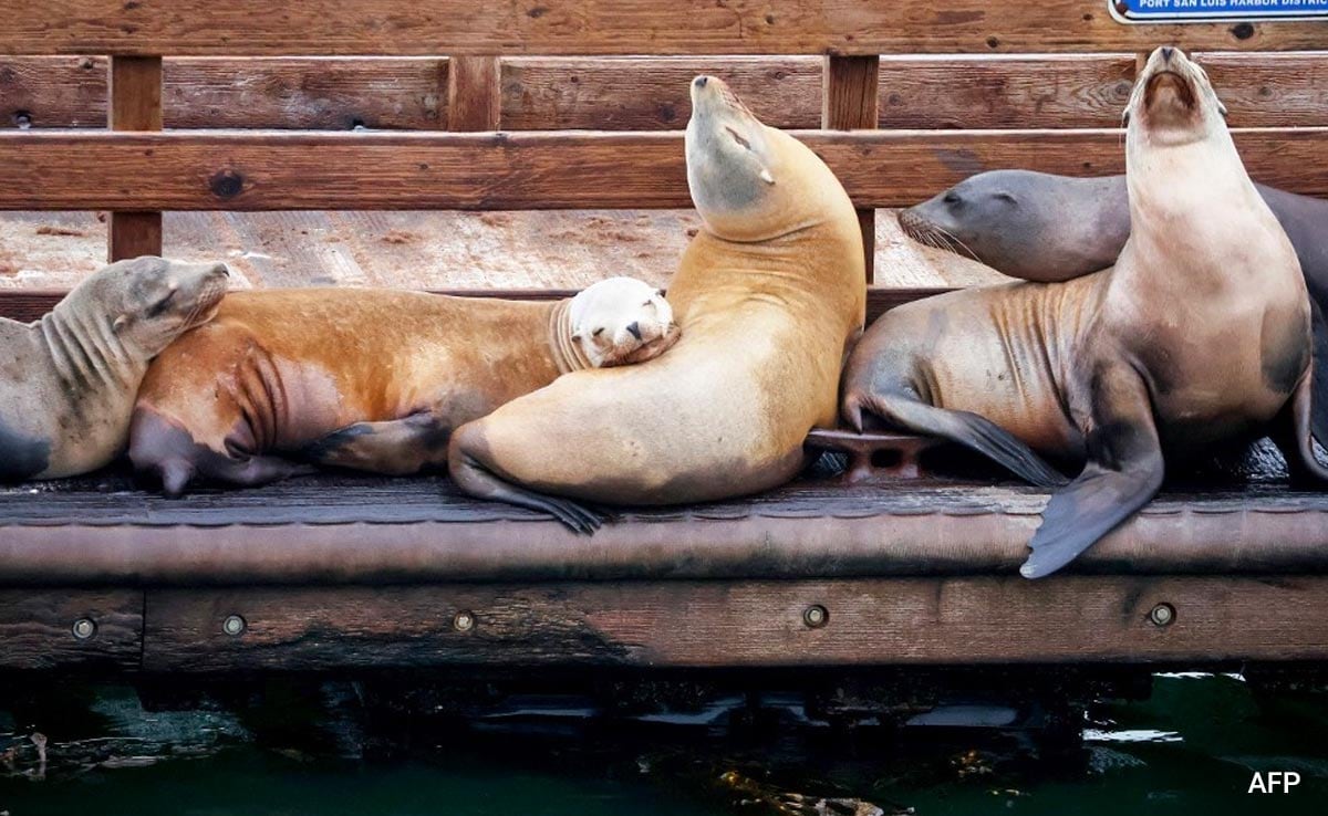 400 Seals, Sea Lions Die Due To Bird Flu In Uruguay