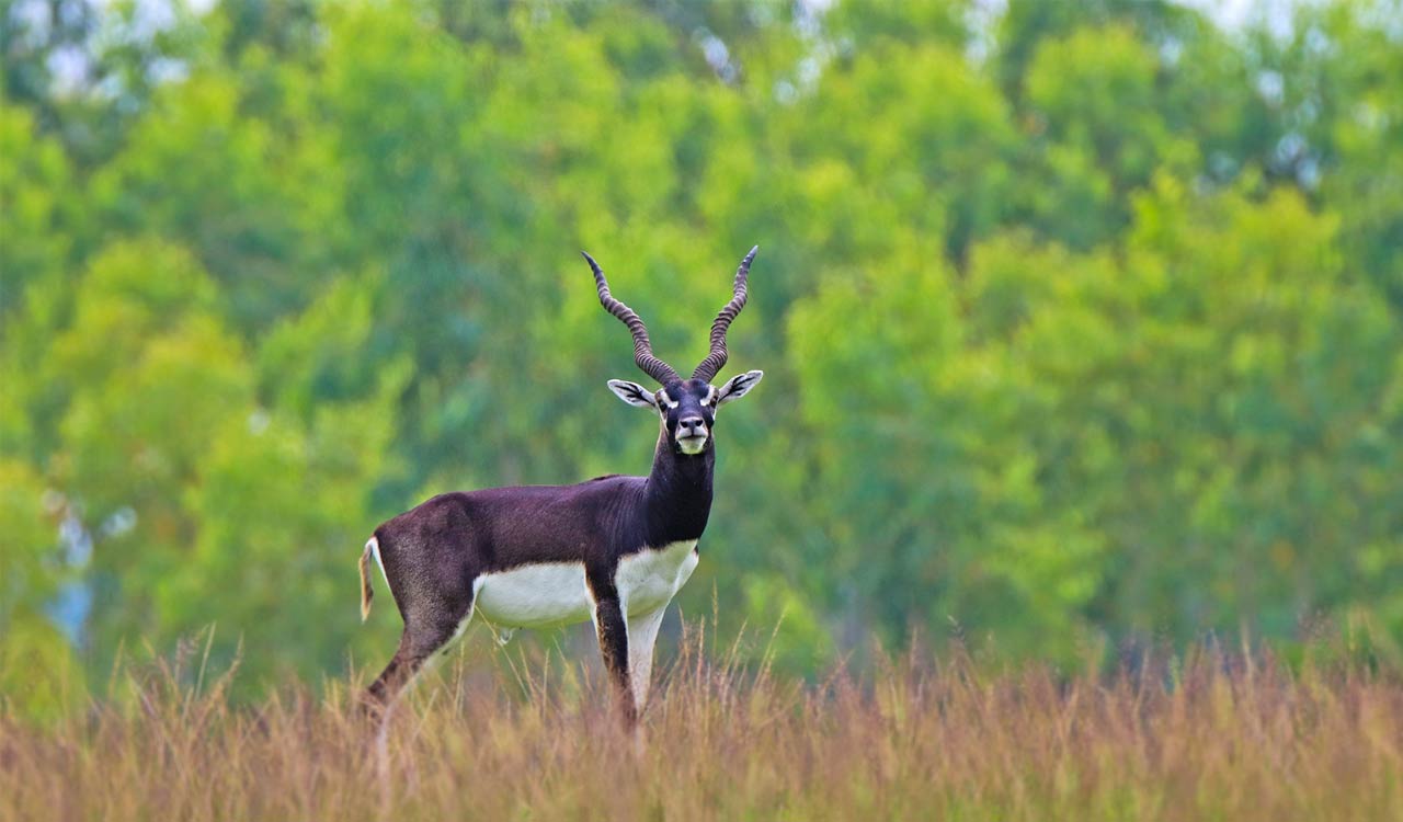 Blackbucks become a threat for Makthal farmers