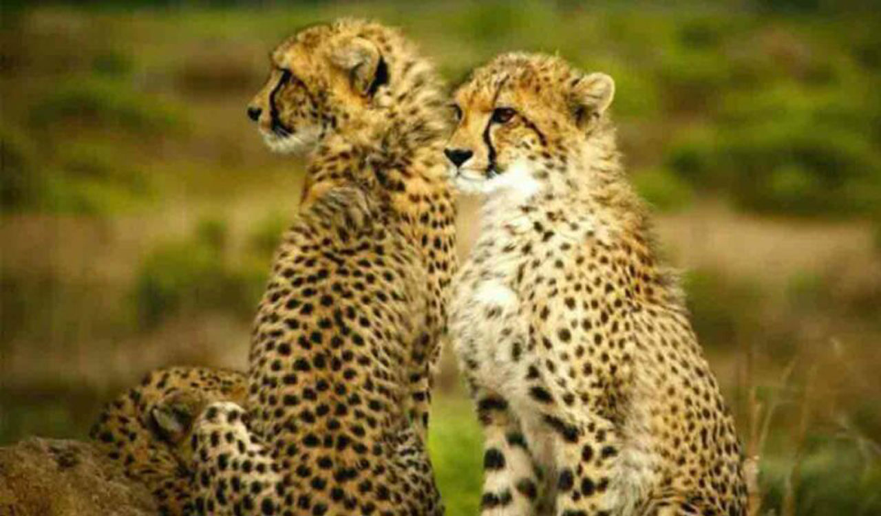 India may import cheetahs from northern Africa, say officials