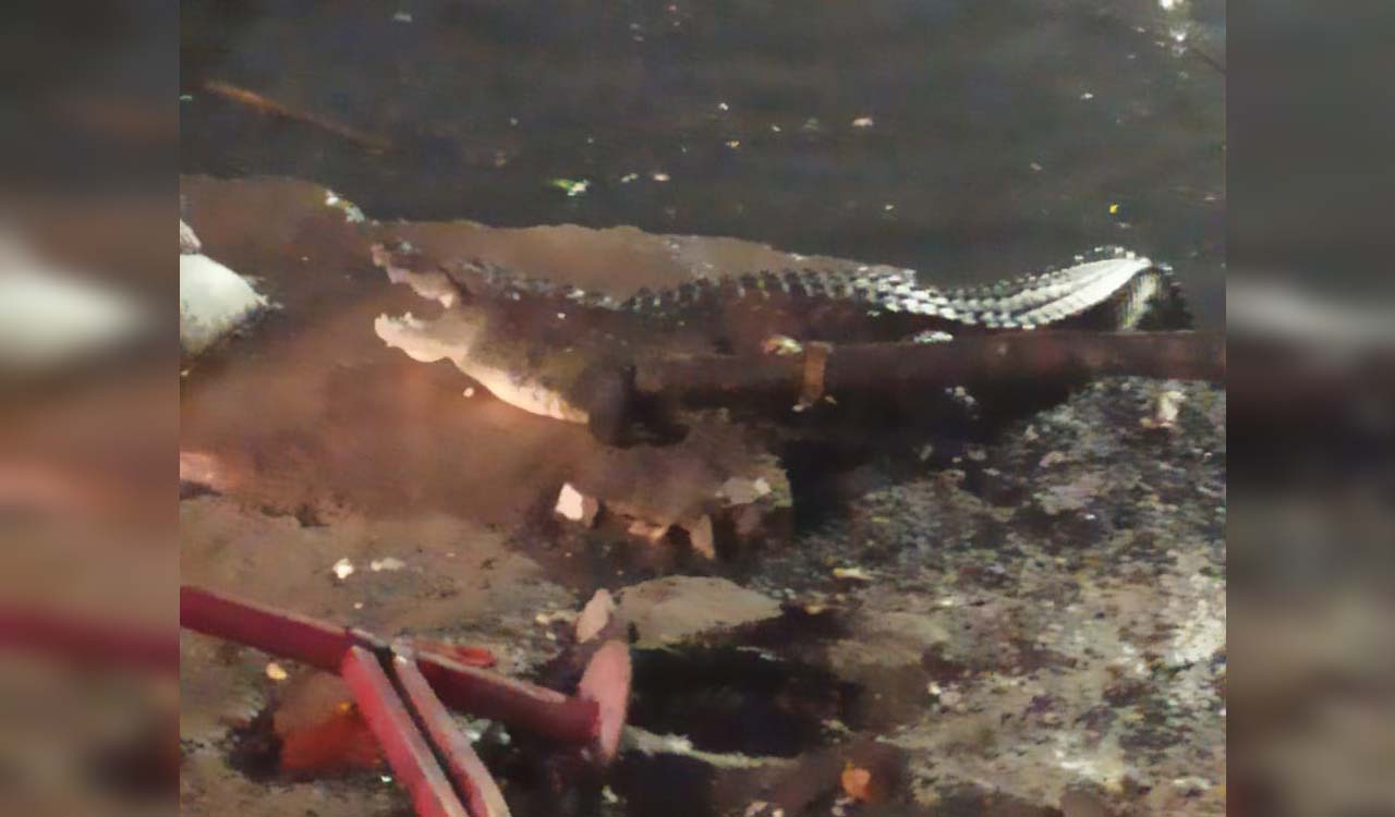 Panic grips as crocodile spotted in Khairatabad