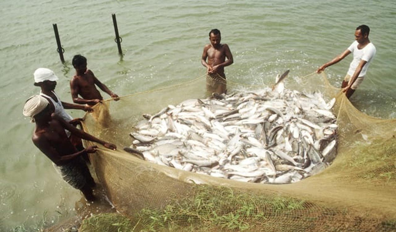 Telangana: Harish Rao, Talasani to present identity cards to fishermen on Sunday