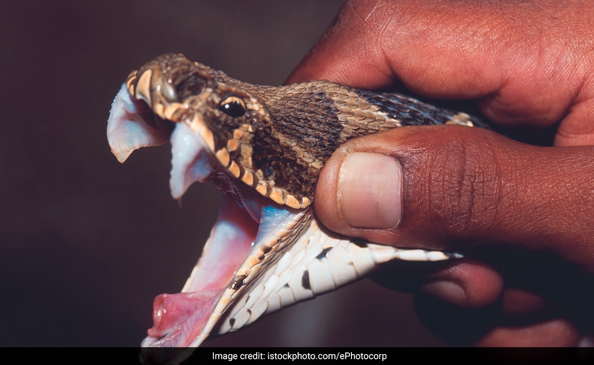 Can Snake Venom Heal Wounds Faster? Researchers Find A Way