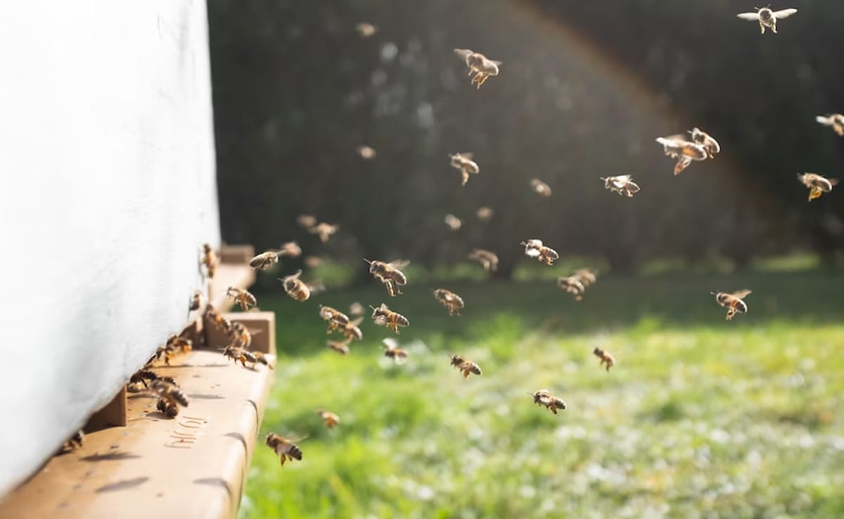 59-Year-Old US Man Dies After He Was Stung By A Swarm Of Bees