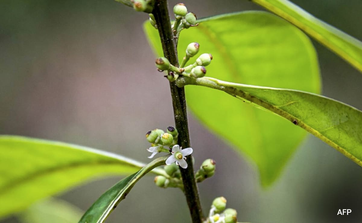 Tree That Went Extinct In 1838 Resprouts In Brazil City 200 Years Later