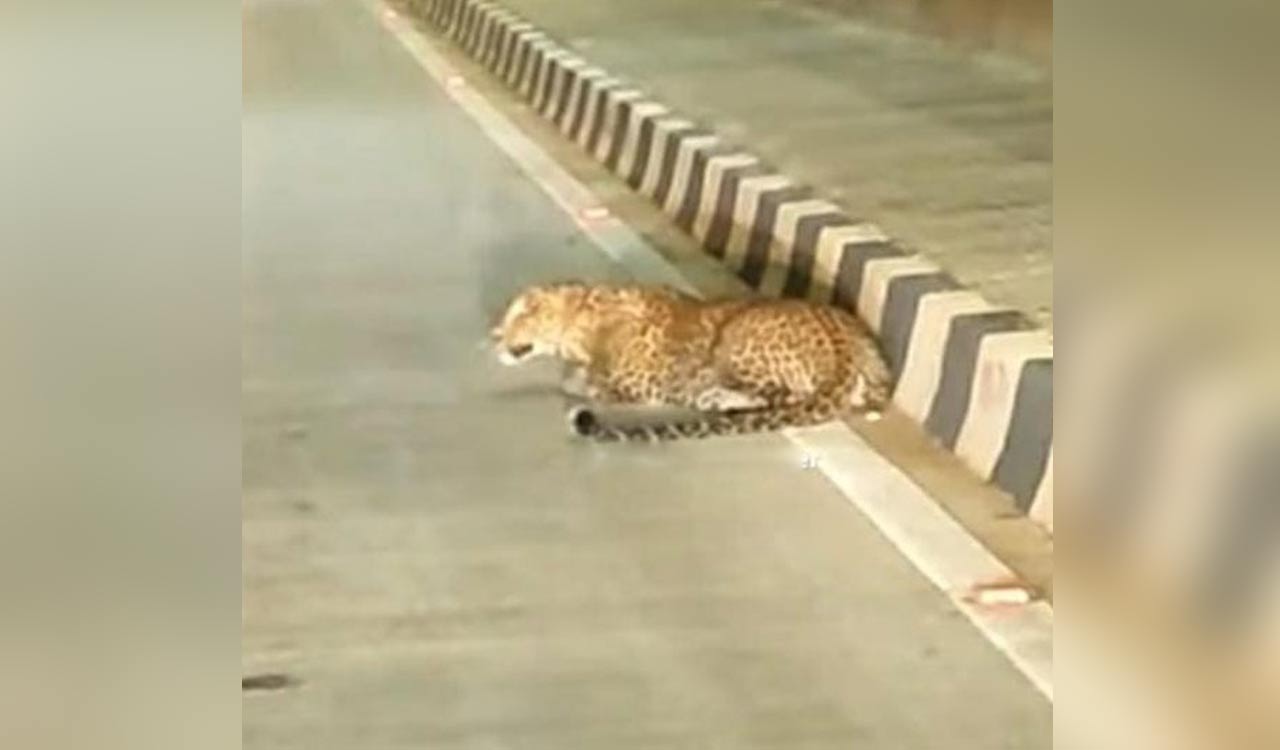 Video of leopard goes viral in Mancherial