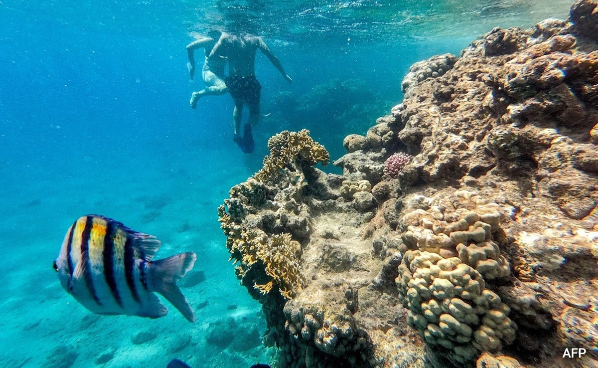 "We Saw Skeletons": Mysterious Sea Urchin Deaths Threaten Red Sea Corals