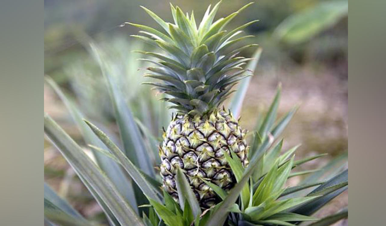 Sales of pineapples soar in Singapore after Tharman’s poll victory