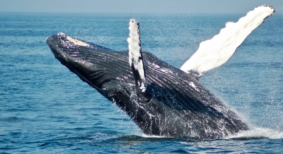 1 Killed, 1 Injured After Whale Strikes Boat Off Australia