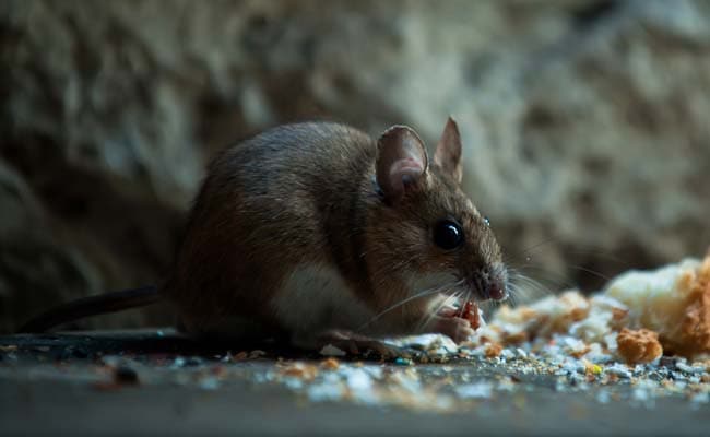 6-Month-Old Baby In US Nearly Dies From More Than 50 Rat Bites