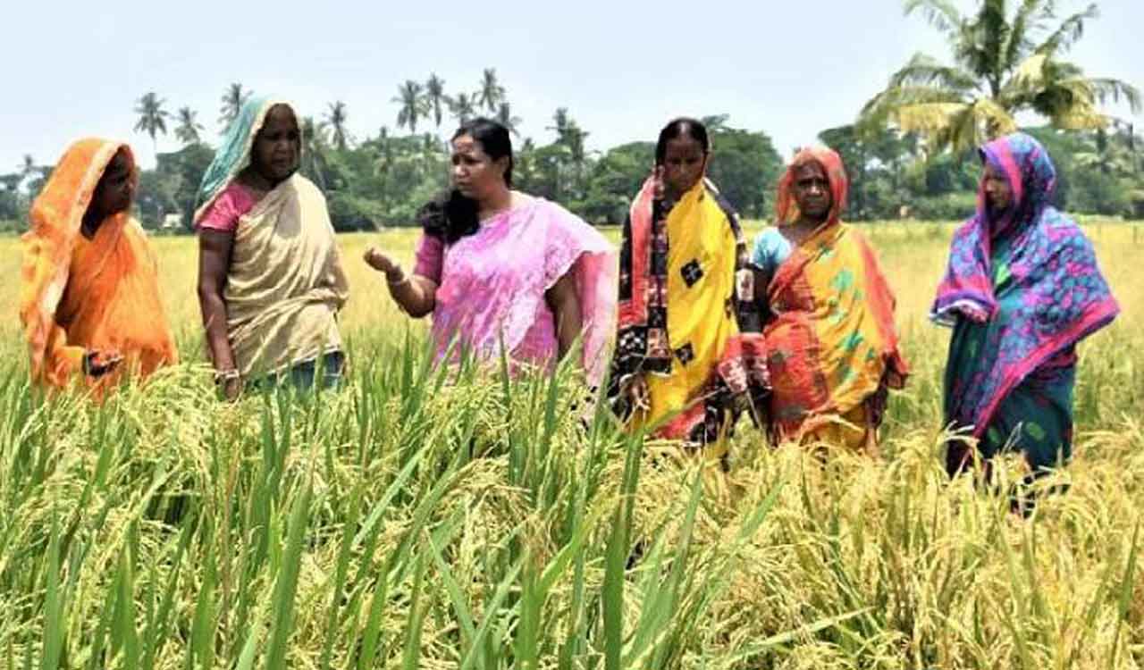 Indian scientist to receive World Food Prize’s Norman E Borlaug Award for Field Research and Application