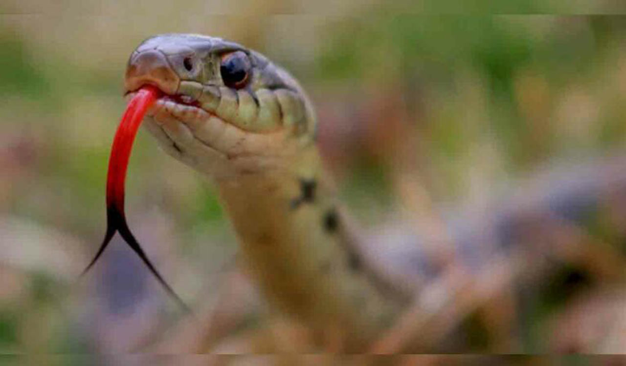 Tribal woman dies of snake bite in Kothagudem