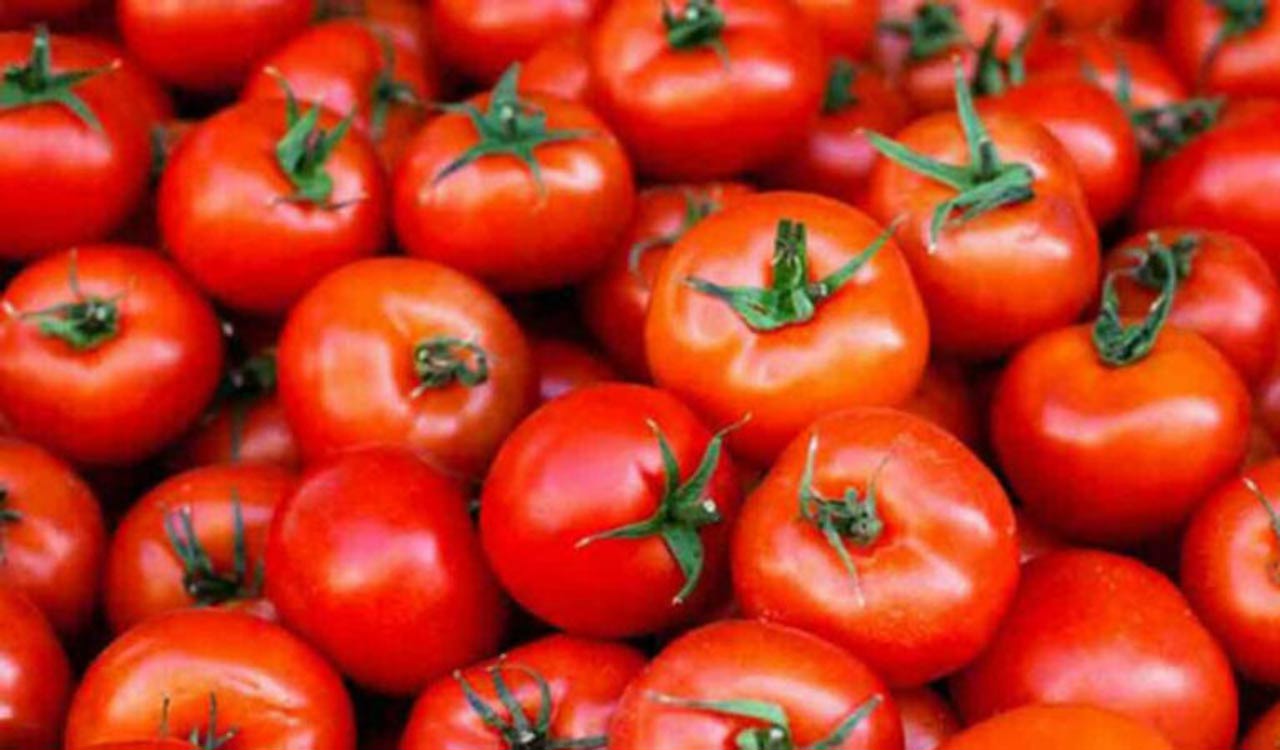 Govt likely to step in as tomatoes go from boom to bust