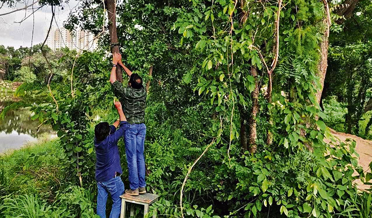 Think twice before cutting trees in Hyderabad