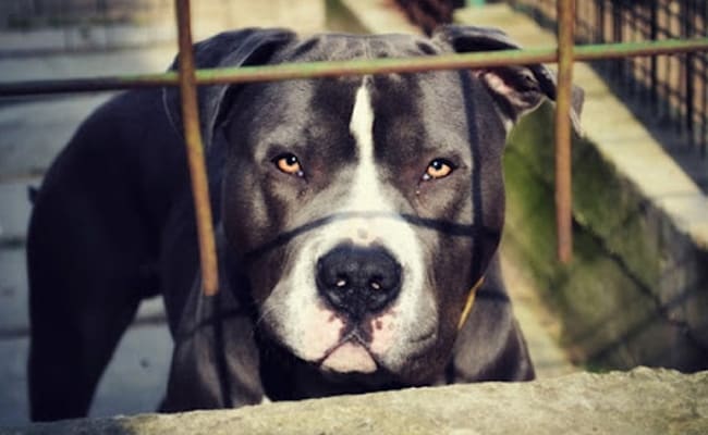 High Court Rejects Petition To Ban "Dangerous" Dog Breeds. Here's List