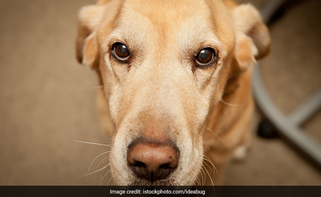 Opinion: Opinion: Tackling India's Stray Dog Menace – All Bark, No Bite