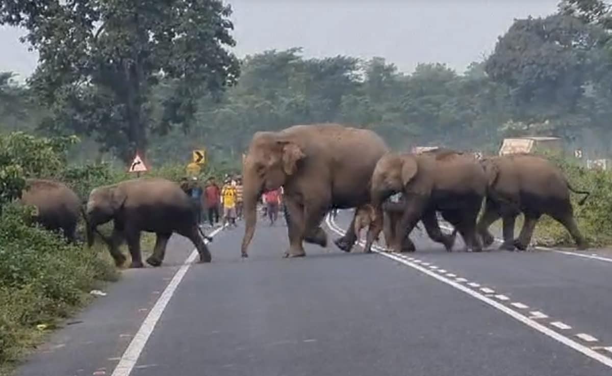 Watch: Elephant Herd Crosses West Bengal Highway, Forest Officials Track Movement