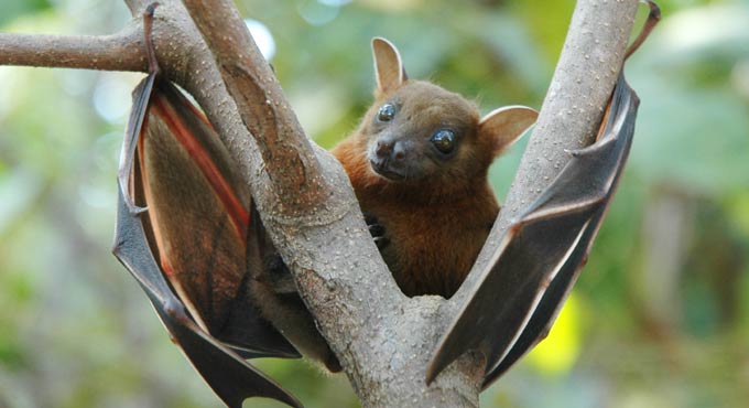 Why bats do not get infected by Covid, Ebola virus?