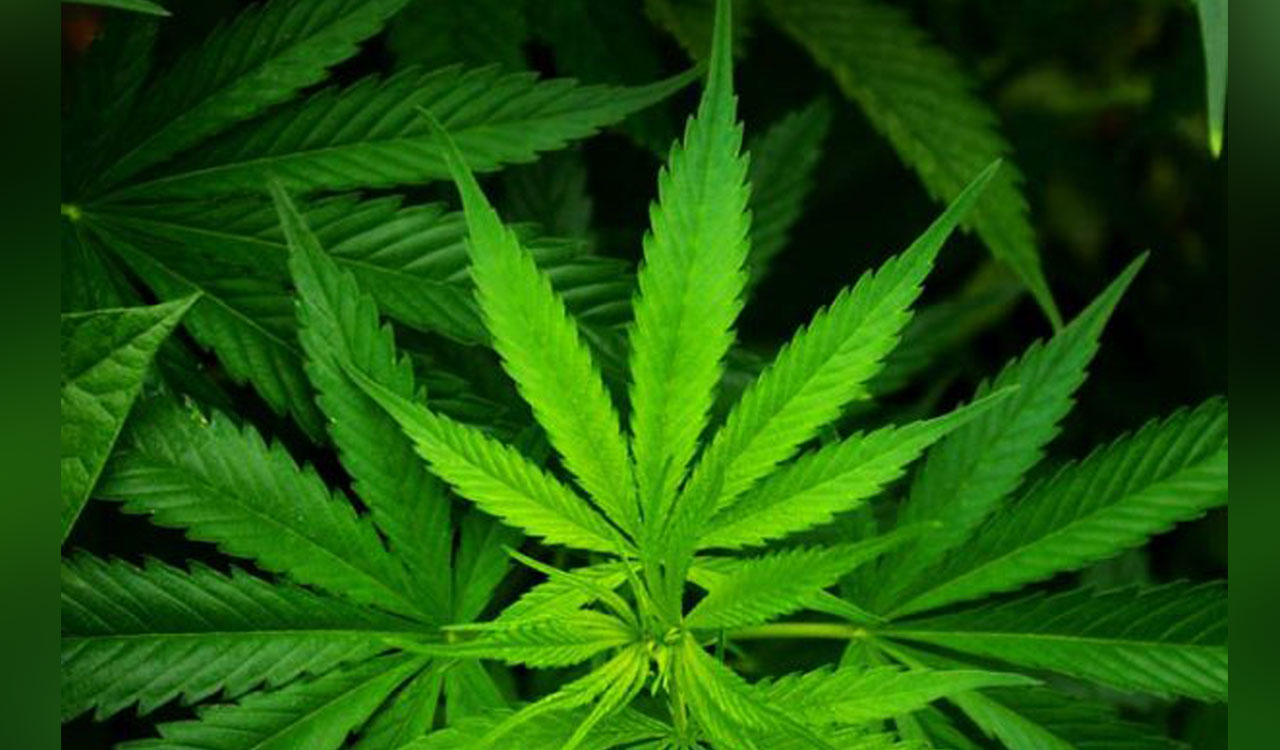 Jamaica: Over 60 school kids hospitalised after eating cannabis candy