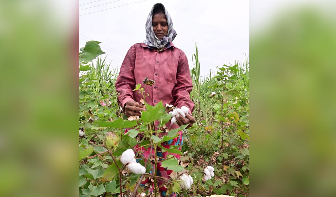 Six CCI centres to procure cotton in Khammam