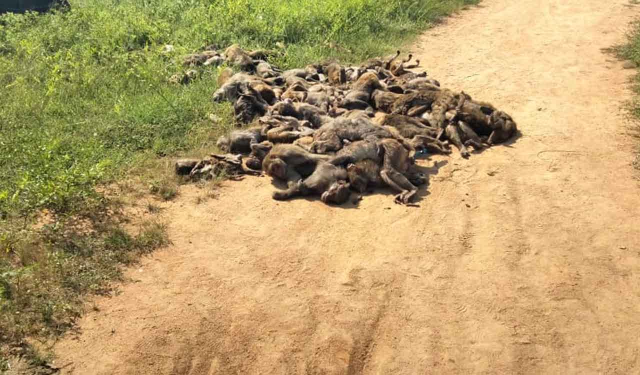 Siddipet: Over 100 monkeys found dead in Munigadapa village