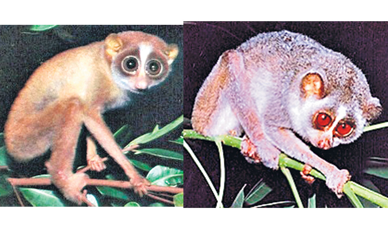 Mysore, Malabar Slender Lorises separate species: CCMB