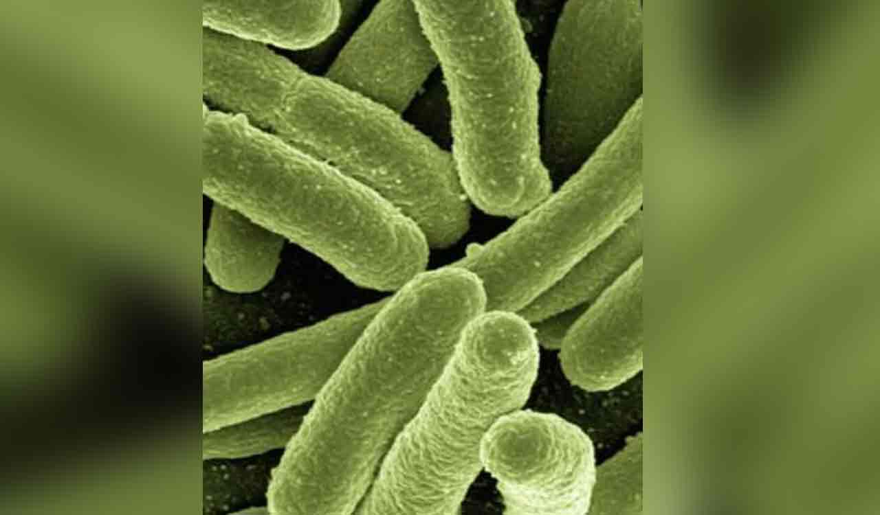 Cord-like aggregates of bacteria cause tuberculosis infections: Study