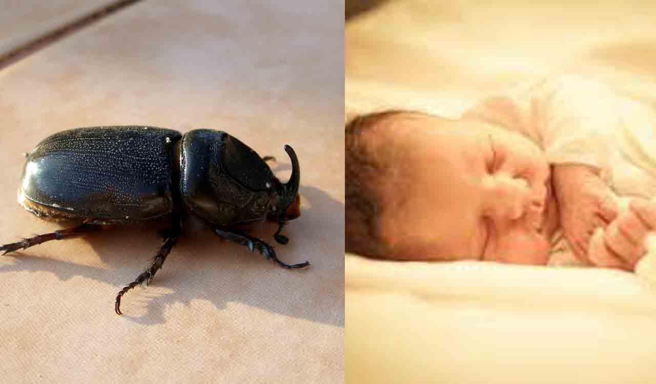 Beetle gets stuck inside child’s throat in Kerala