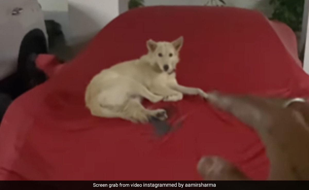 Viral Video Of Man Letting Stray Dog Sleep On His Ferrari Wins Internet