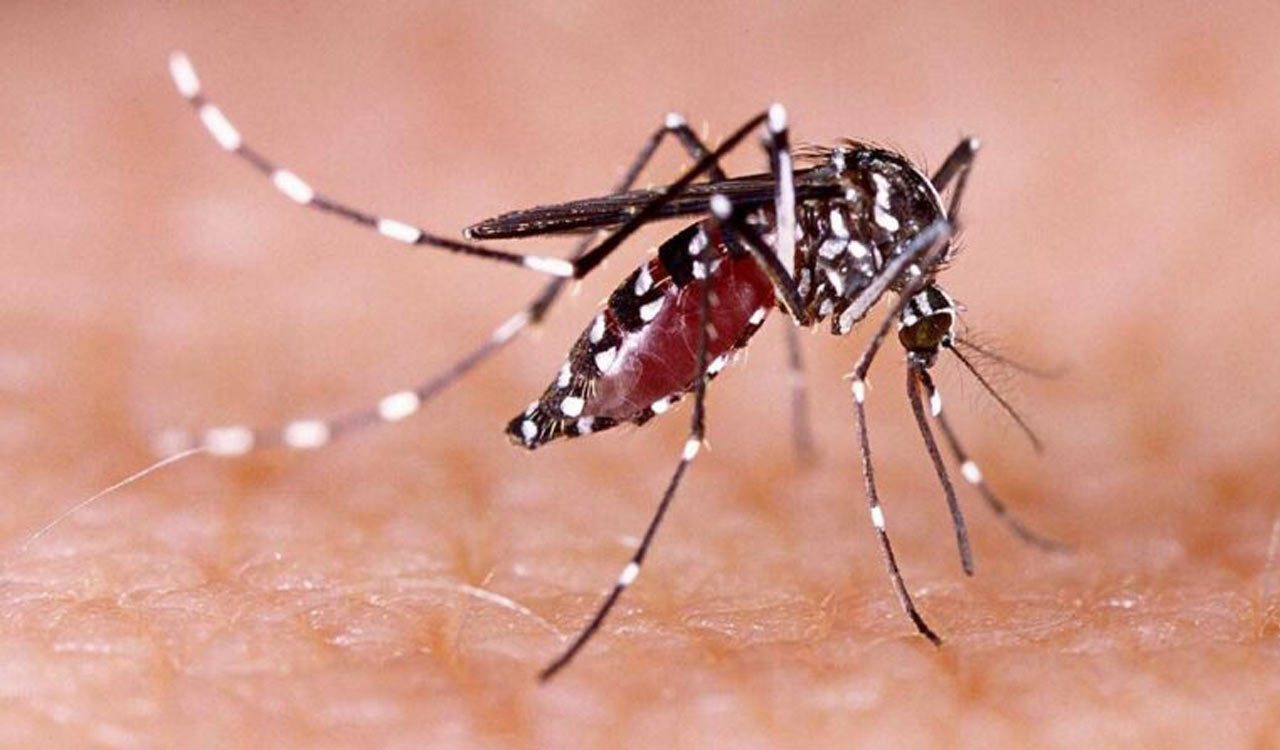 With 1,367 new cases, Kolkata witnesses sharp spike in fresh dengue cases