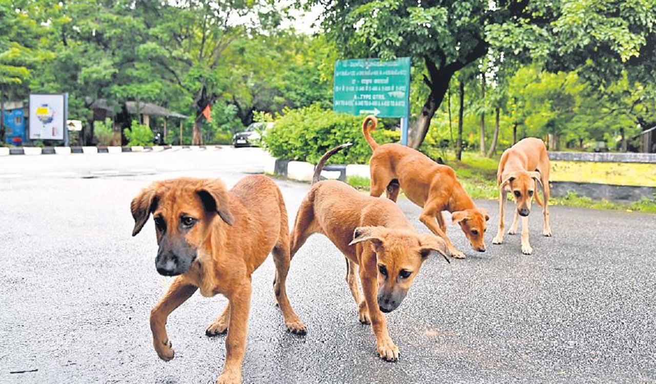 Hyderabad: Sprawling animal care centre soon in Gopanpalli