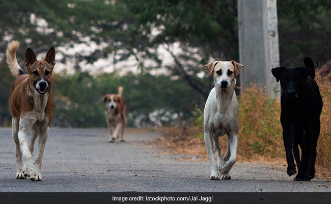 Man's Best Friend Or Ferocious Foe: Explaining India's Stray Dog Problem