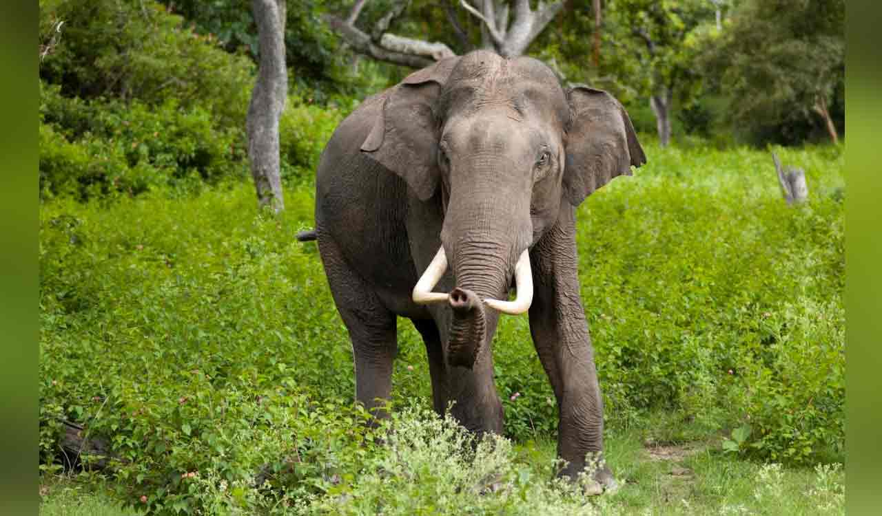 Elephant dies of electrocution in Chhattisgarh