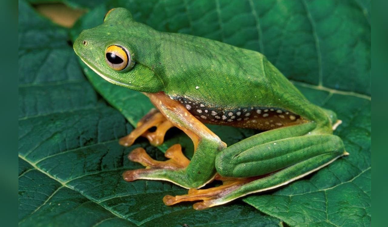 Amphibians in India most threatened vertebrates, climate change and habitat loss are biggest threats: Study