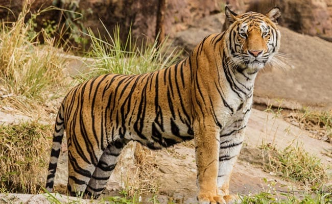 58-Year-Old Man Killed In Tiger Attack In Maharashtra