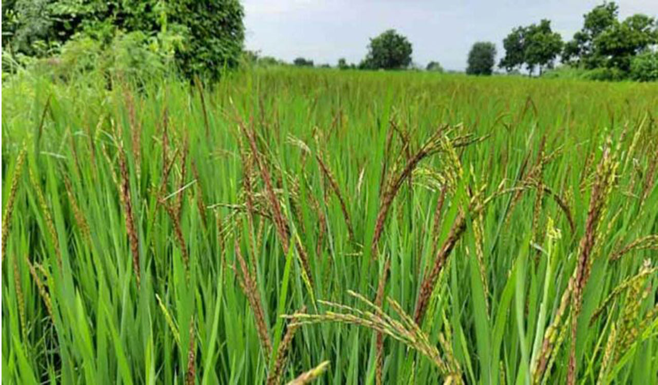 199 paddy procurement centers to be set up in Warangal