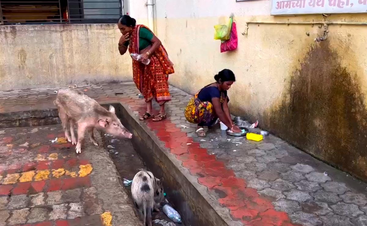 Pigs Roam, Hygiene Issues In Maharashtra Hospital Where 31 Died In 48 Hours