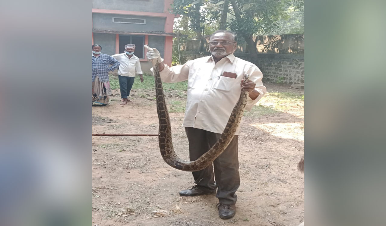 Telangana: Python spotted in school at Sathupalli, caught and released in forest