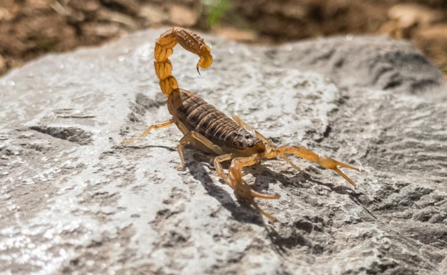 Girl, 3, Dies From Cardiac Arrest After Scorpion Stings Her In Sleep