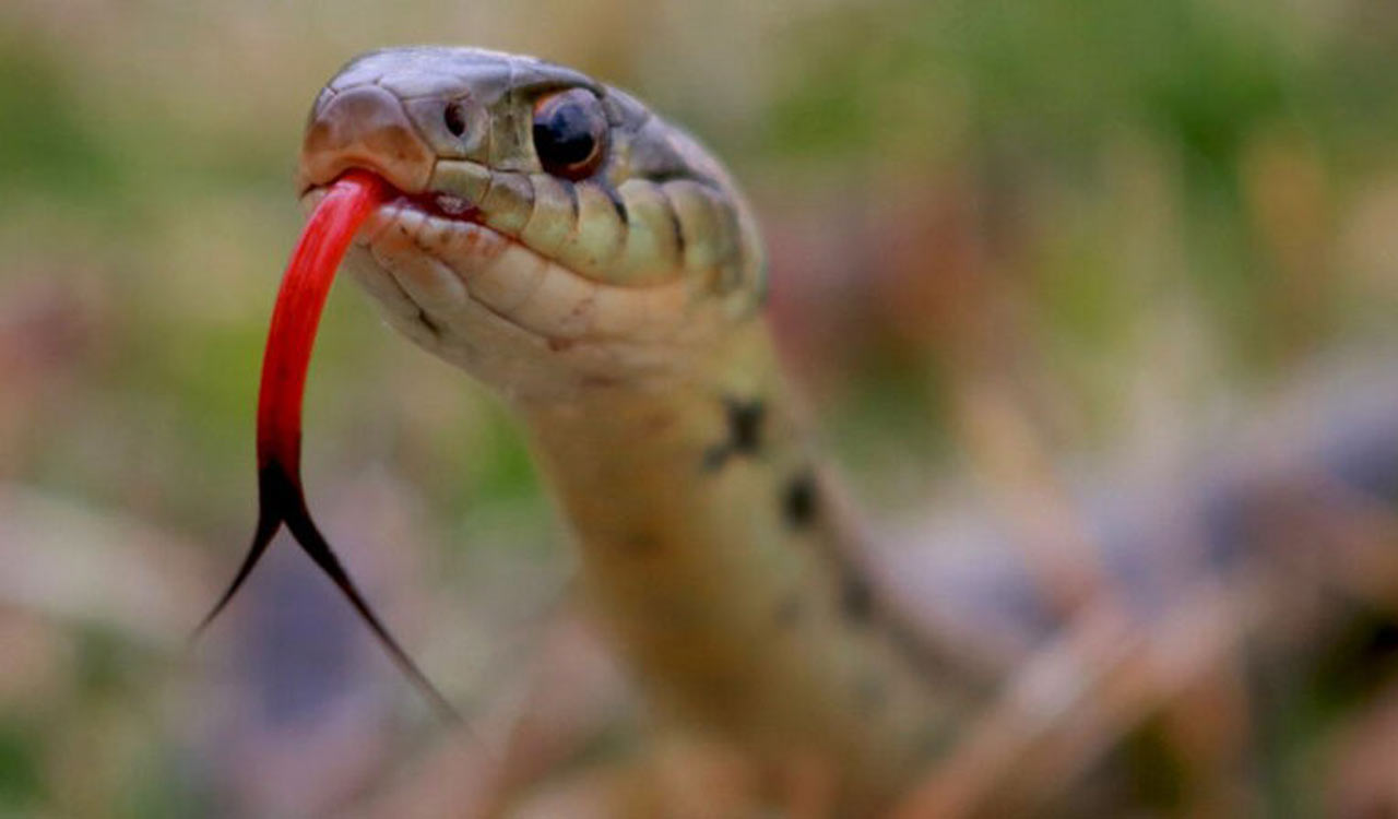 Mulugu: Woman kills snake that bit her, takes it to hospital